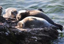 Photo of Уникальность и богатство биоразнообразия Байкала