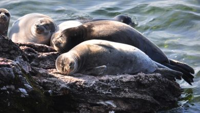 Photo of Уникальность и богатство биоразнообразия Байкала